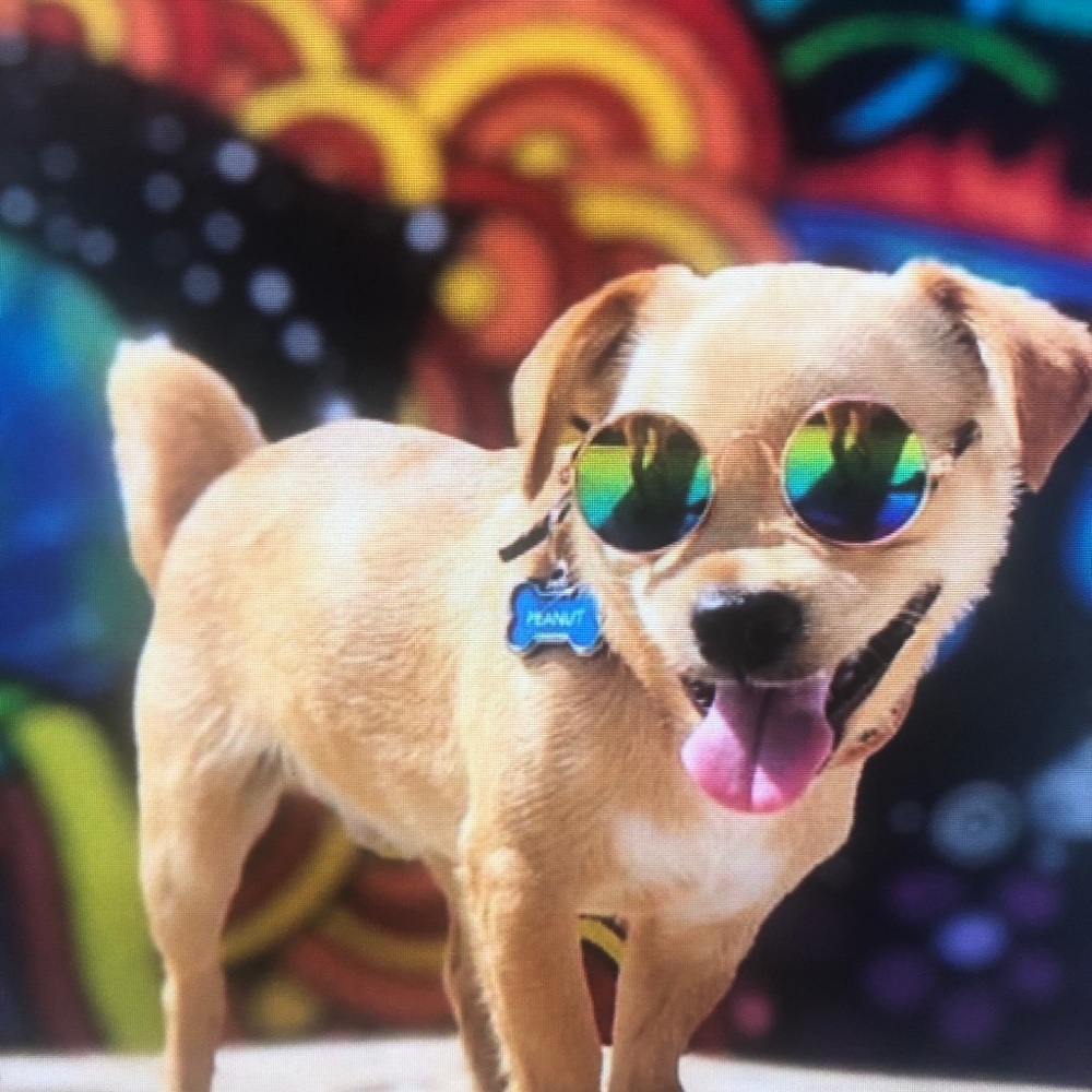 Meet your Posher, Anna